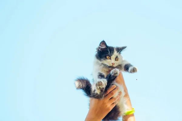 Desenfocado Cerca Mano Femenina Sosteniendo Gato Blanco Negro Gatito Sobre — Foto de Stock