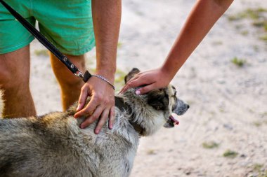İnsan elinin defocus köpeği okşaması, güven konsepti, köpek ve insan arasındaki aşk. Sahibi nazikçe köpeğini okşuyor. Hayvan bakımı konsepti. Tasmalı Sibirya laika husky 'si. Odaklanamıyorum.