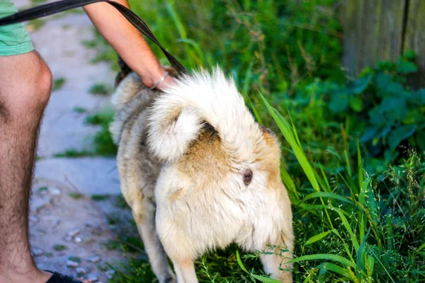 夏の日に犬が屋外を歩いている若い男に焦点を当ててください 背景には太い草や雑草を通して固定犬の座席 シベリアのライカ ハスキー 綱の上 リアビュー 集中できない — ストック写真