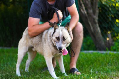 Defocus, parkta duran güzel Sibirya köpeğinin portresini yakından çek. Dili ağızdan sarkan, arka planda bulanık, sahibi, köpek bakıcısı, terbiyecisi ile birlikte. Odaklanamıyorum.