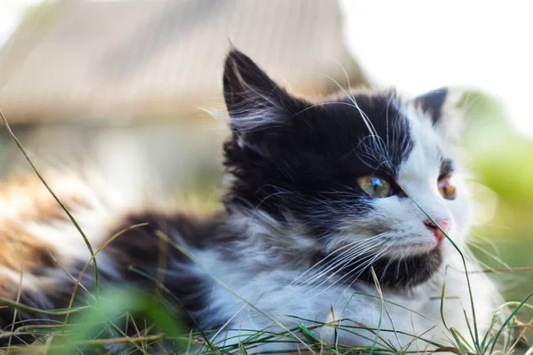 Defocus Cute Black White Cat Kitten Different Yellow Eyes Seating — Zdjęcie stockowe