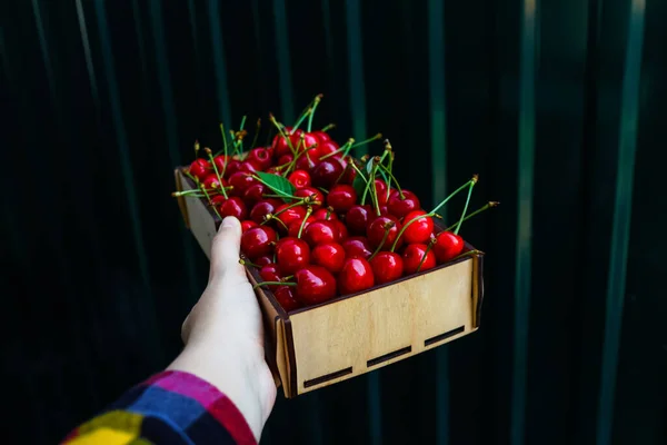 Female Hand Holding Wooden Box Crape Sweet Cherries Showing Giving — Foto Stock