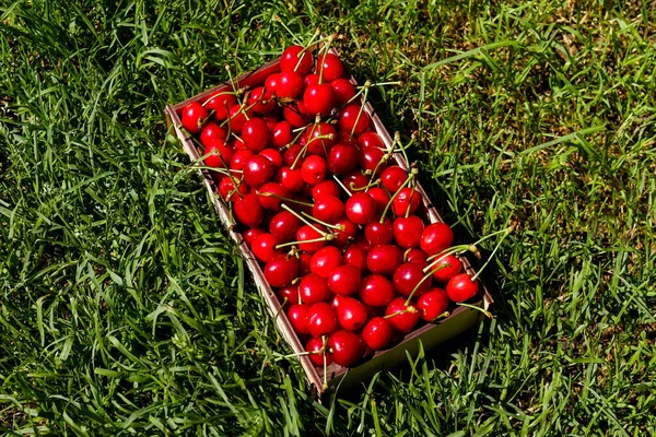 Scatola di legno, crappo di ciliegie rosse dolci con coda su sfondo prato verde erba natura. Frutta e bacche estive. Raccolta e concetto di coltura. Cibo biologico. Vista dall'alto. Diagonale. All'aperto, fuori — Foto Stock