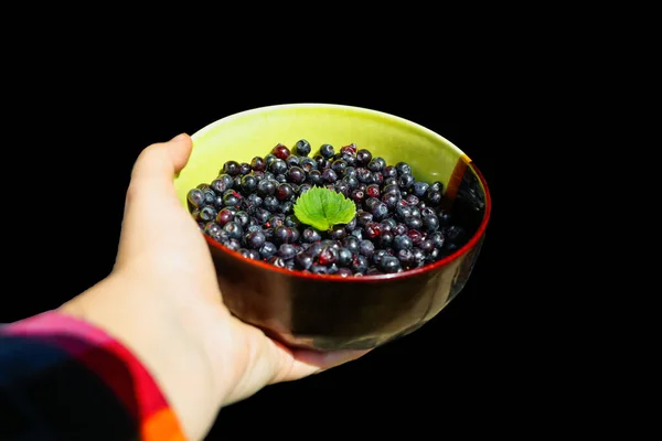 Isolated Female Hand Holding Circle Bowl Blueberry Bilberry Showing Giving — Stock Photo, Image