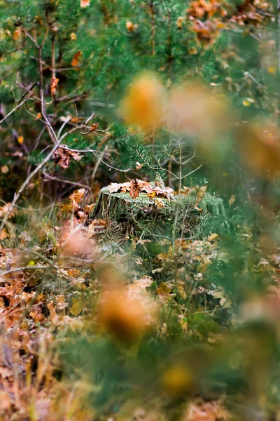 Φθινοπωρινό Δάσος Δέντρο Κούτσουρο Στο Δάσος Μέσα Από Κλαδιά Παραμύθι — Φωτογραφία Αρχείου