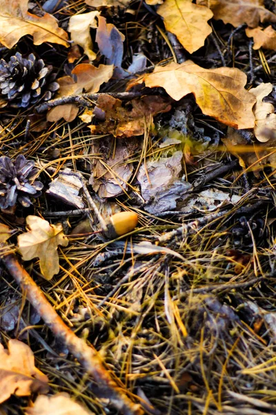 Sfondo Verticale Strutturato Del Fondo Foresta Autunno Coni Argento Foglie — Foto Stock