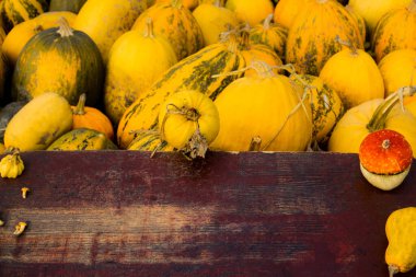 Sonbahar çerçeve kompozisyonu ve renkli balkabaklarından, mantarlardan, eskimiş eski kırmızı arkaplandan yapılmış düzen. Sarı arka plan. Hasat festivali Şükran Günü konsepti Seçici odak.