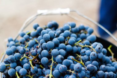 Mavi üzümlü defocus kovası. Üzüm bağında kırmızı şarap üzümleri, yakın plan. Şarap üreticisi üzüm topluyor. Görüntü. Meyve arkaplanı. Odaklanamıyorum.