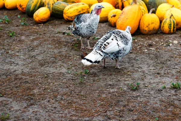 Desenfoque Dos Pavo Hembra Patio Del Pueblo Caminando Suelo Dos — Foto de Stock