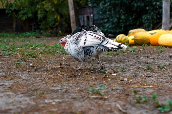 Desenfoque Dos Pavo Hembra Patio Del Pueblo Caminando Vista Trasera — Foto de Stock