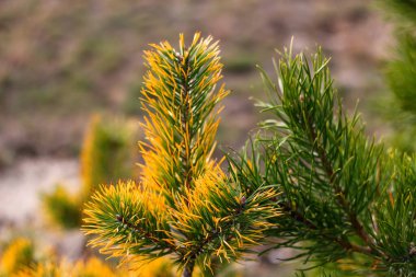 Defocus sibirya cüce çamı, Pinus pumila, sarı kuru ya da hasta Sibirya 'nın vahşi bitkileri. Güzel doğal yeşil ve sarı arka plan. - Yakın çekim. Odaklanamıyorum.