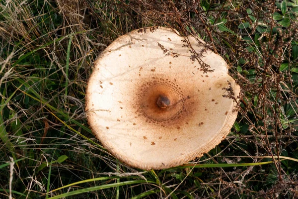 Defocus Close Cogumelo Guarda Sol Macrolepiota Procera Entre Grama Seca — Fotografia de Stock