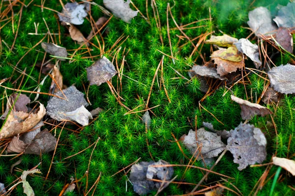 Defocus Zöld Moha Között Száraz Öreg Levelek Erdőben Ősszel Élénk — Stock Fotó