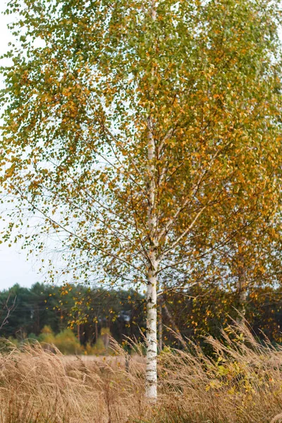 Arka planda sonbahar ormanında sarı ve yeşil yapraklı huş ağacını defocus ağacı. Sonbaharın sonları, doğa arka planı, güneşli sonbaharda huş ağacı. Odaklanamıyorum.