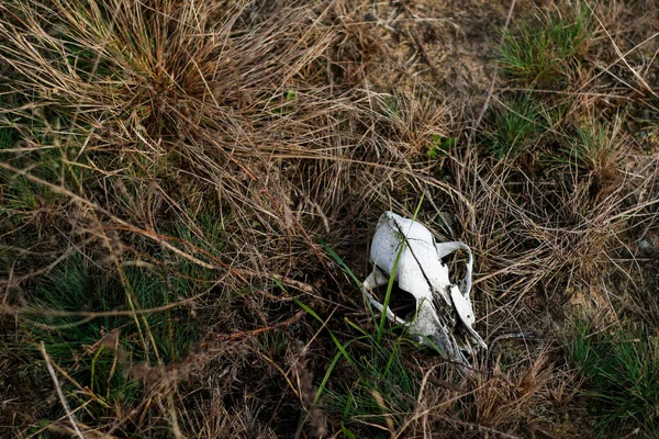 Oskärpa Gammal Hund Skalle Torrt Gräs Närbild Äng Vit Djur — Stockfoto