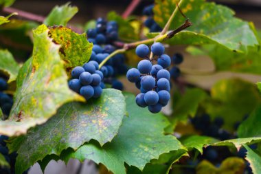 Dışarda sallanan çürümüş üzüm. Yakın planda bir demet olgun mavi üzüm. Kuru yeşil yapraklar. Üzüm bağında üzüm topluyorum. Doğal arka plan. Odaklanamıyorum.