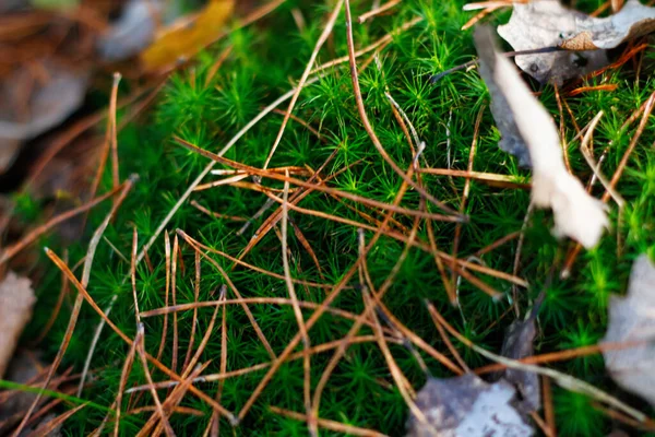 秋になると乾燥した古い葉の間に緑の苔が目立ちます 鮮やかな緑の苔が成長し 乾燥した松の針が落ちるのを閉じます 緑の苔で覆われた沼のハンモック 出血してる 集中できない — ストック写真