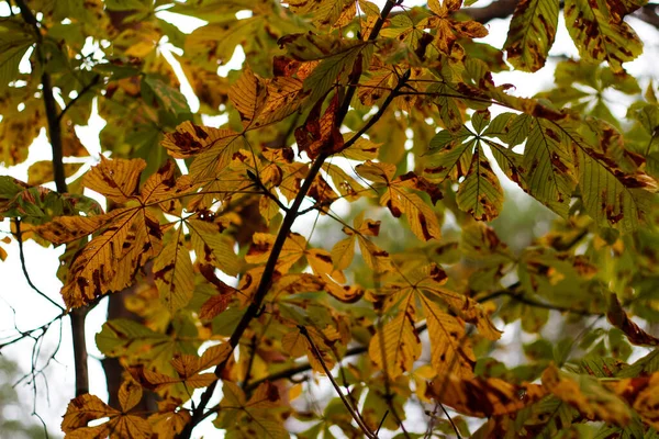 Defocus Many Chestnut Branch Yellow Green Leaves Forest Autumn Nature — Stock Photo, Image