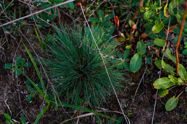 Defocus Orynephorus Canescens Φυτό Πολυετή Χόρτο Αναπτύσσεται Κυρίως Στα Περίχωρα — Φωτογραφία Αρχείου