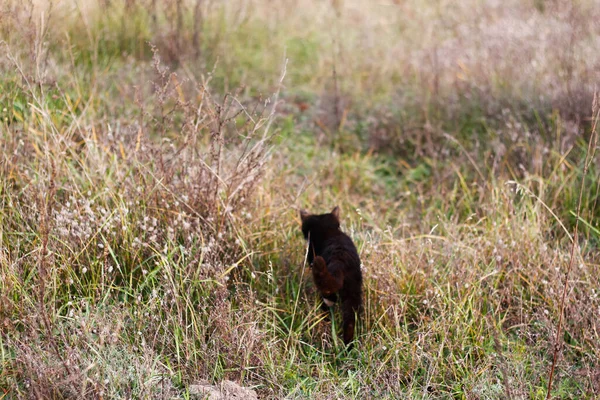 Defocus Back View Black White Cat Walking Autumn Meadow Cat — Stock Photo, Image