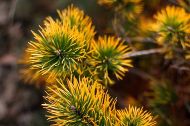 Defocus sibirya cüce çamı, Pinus pumila, sarı kuru ya da hasta Sibirya 'nın vahşi bitkileri. Güzel doğal arka plan. Yakın plan. Odaklanamıyorum.
