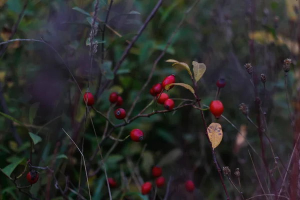 Oskärpa Röda Mogna Bär Tunna Buskgrenar Park Eller Skog Holly — Stockfoto