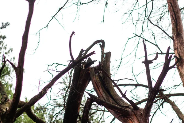 Desfoque Pinheiro Velho Quebrado Após Tempestade Vento Floresta Tronco Árvore — Fotografia de Stock