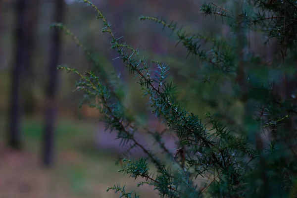 Defocus Hajtás Spárga Növény Spárga Acutifolius Vagy Boróka Homályos Háttér — Stock Fotó