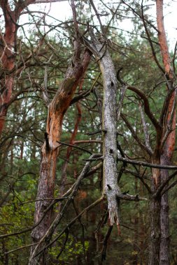 Ormandaki fırtınadan sonra defocus yaşlı çam ağacını kırdı. Eski ağaç gövdesi ve dalları. Dışarıda, dışarıda. Doğa hasarı. Dikey. Odaklanamıyorum.