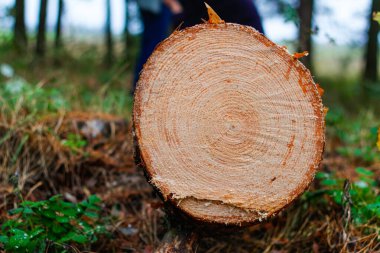 Sonbahar ormanındaki çam ağacının defocus kütüğü. Ağaç gördüm. Büyük bir çam ağacının kesimini gördüm. Doğa odunu dışarıda, dışarıda. Bıçkıhane endüstrisi. Odaklanamıyorum.