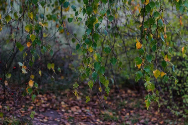 Sfocare Vicino Foglie Gialle Betulle Pioppo Tremulo Sulla Foresta Autunnale — Foto Stock