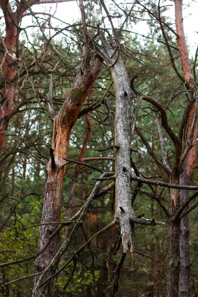 Defocus Bröt Gamla Tallen Efter Stormen Skogen Gammal Trädstam Och — Stockfoto