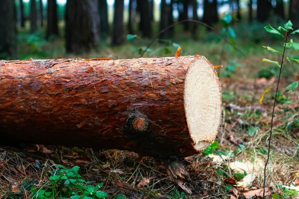 Desfoque Log Pinheiros Floresta Outono Madeira Cur Corte Grande Pinheiro — Fotografia de Stock