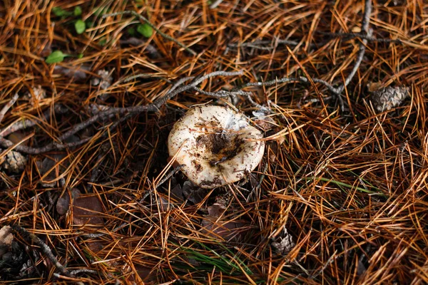 Kuru otların, yaprakların ve iğnelerin arasında defocus russula mantarı. Yeşil ormanda yenilebilir mantar yetişiyor. Boletus yerde saklanıyor. Üst Manzara. Odaklanamıyorum.