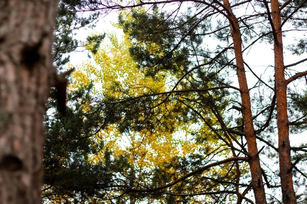 Αποπροσανατολίστε Πεύκο Κορμό Και Φύλλα Φυσικό Υπόβαθρο Δέντρα Αφηρημένη Ξύλο — Φωτογραφία Αρχείου