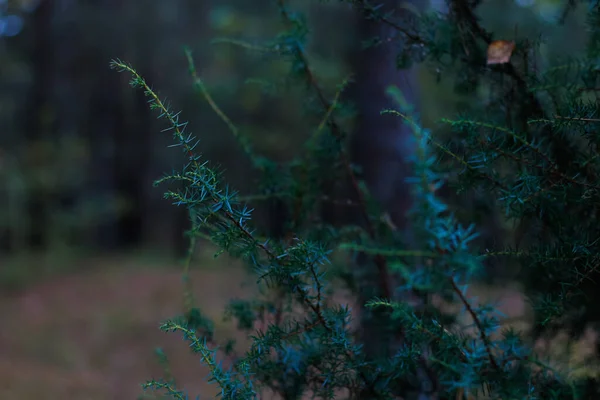 Defocus Hajtás Spárga Növény Spárga Acutifolius Vagy Boróka Elmosódott Zöld — Stock Fotó