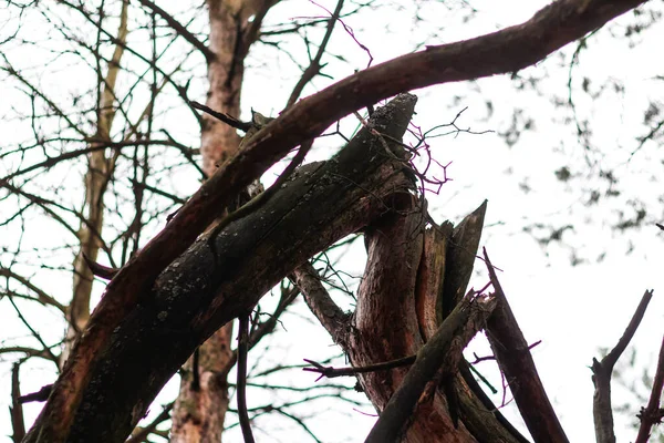 Défocaliser Vieux Pin Cassé Après Tempête Vent Dans Forêt Vieux — Photo