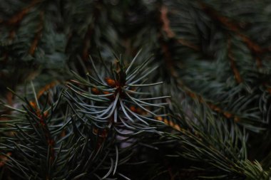 Mavi çam ağacı dalları. Noel ağacı arkaplanı. Koyu bir arka planda mavi ladin dalları. Yeni yıl havası. Uzayı kopyala Model-up. Doku. Arkaplan. Seçici odak