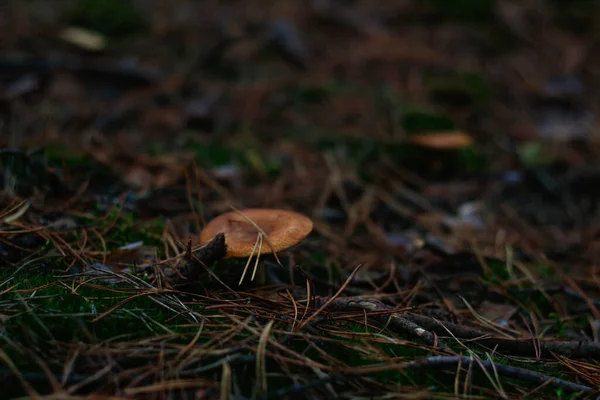龙舌兰有毒蘑菇,牛奶帽,在干草,树叶和针叶之间.生长在青翠的苔藓上的蘑菇.Boletus躲藏在地下侧视图。注意力不集中 — 图库照片