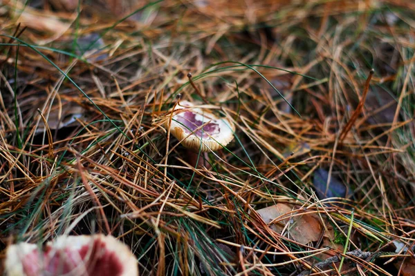 Desfoque o cogumelo russula vermelho entre grama seca, folhas e agulhas. Cogumelo comestível crescendo na floresta verde. Boleto escondido no chão. Vista lateral. Fora de foco — Fotografia de Stock