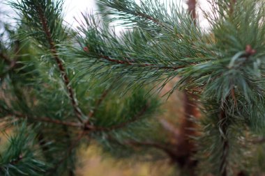 Ormanda yeşil iğneli defocus çam dalı yetişiyor, yakın plan. Bir sürü çam ağacı. Doğal yeşil arka plan bulanık. Odaklanamıyorum.