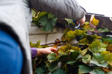 Üzüm kesen kadın. Üzüm bağında kırmızı şarap üzümleri, üzüm toplayan şarap imalatçıları. Mahsul sırasında üzümleri kesen kadın eller. Yeşil yapraklar. Odaklanamıyorum.
