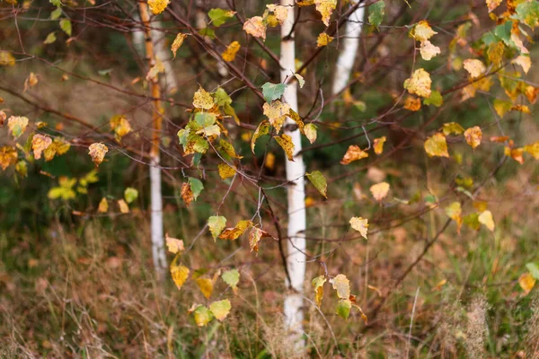 Defocus Close Foglie Gialle Verdi Alberi Betulla Bianca Caduta Con — Foto Stock