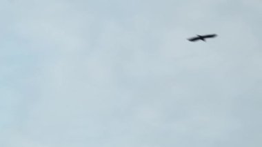 Uçan bir kuş sürüsü. Gökyüzüne Karşı Soyut Doğa Şablonu. Gökyüzünde Uçan Kuşlar. Bir Doğal Tasarım ve Desen.