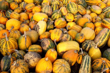 a field outside with many yellow pumpkins, set against a natural background. pumpkin harvest field background yellow outside.