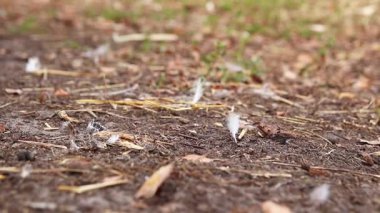 Beyaz Tüy Uçuyor. Autumn Zemin ve Rüzgâr. Sihir, şans, dilek tutmak. Tüyün kırılganlığı ve saflığı.