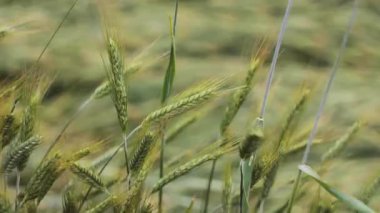 Genç bir buğday tarlasına odaklanın. Bahar mevsiminde taze ve sulu taze buğday kulakları kapanıyor. Açık yeşil ve sarı renkli. Uyum sahnesi. Odaklanamıyorum.