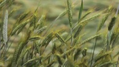 Genç bir buğday tarlasına ve rüzgara odaklan. Bahar mevsiminde taze ve sulu taze buğday kulakları kapanıyor. Açık yeşil ve sarı renkli. Uyum sahnesi. Odaklanamıyorum.