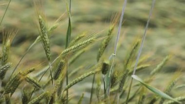 Genç bir buğday tarlasına odaklanın. Bahar mevsiminde taze ve sulu taze buğday kulakları kapanıyor. Açık yeşil ve sarı renkli. Idyllic uyum sahnesi. Odaklanamıyorum.