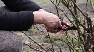 Ekim mevsimi. Kadın elleri gül çalılarını buduyor. Kapatın. Kırmızı bahçe makası.